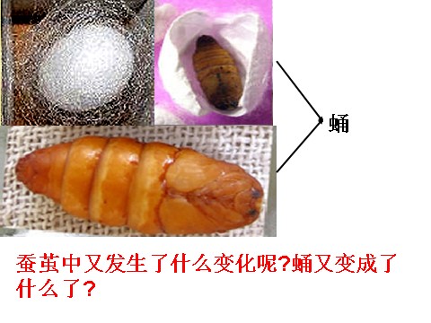 三年级下册科学（教科版）第二单元2.4蛹变成了什么ppt课件(科学)第1页