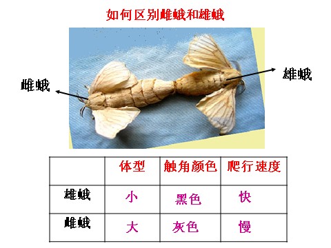 三年级下册科学（教科版）第二单元2.4蛹变成了什么ppt课件(科学)第10页