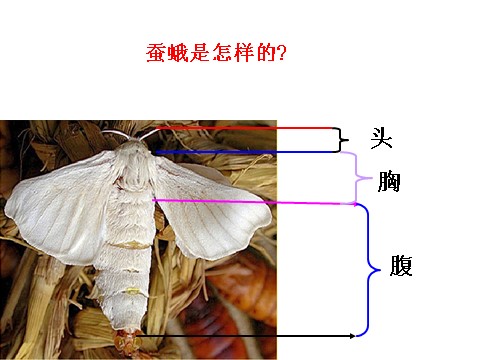 三年级下册科学（教科版）第二单元2.4蛹变成了什么ppt课件(科学)第3页