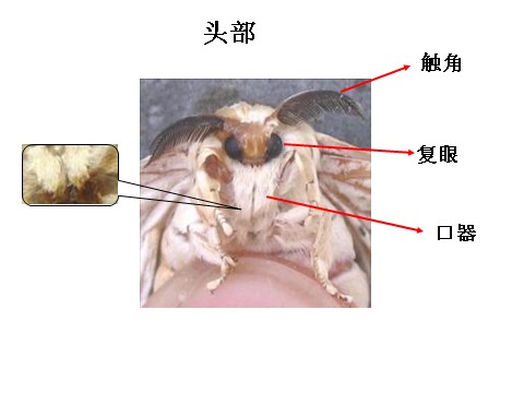 三年级下册科学（教科版）第二单元2.4蛹变成了什么ppt课件(科学)第4页