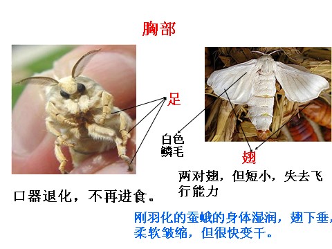 三年级下册科学（教科版）第二单元2.4蛹变成了什么ppt课件(科学)第5页