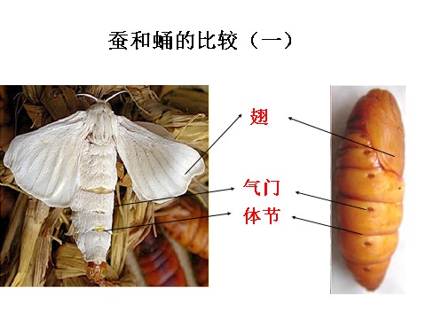 三年级下册科学（教科版）第二单元2.4蛹变成了什么ppt课件(科学)第8页