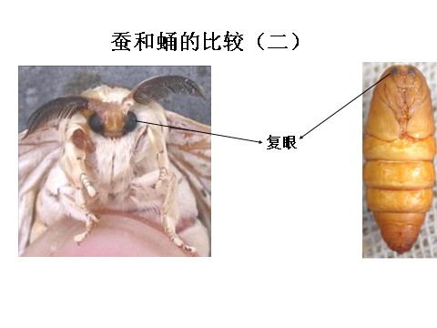 三年级下册科学（教科版）第二单元2.4蛹变成了什么ppt课件(科学)第9页