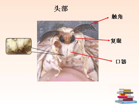 三年级下册科学（教科版）科学第二单元2.4蛹变成了什么ppt教学课件第5页