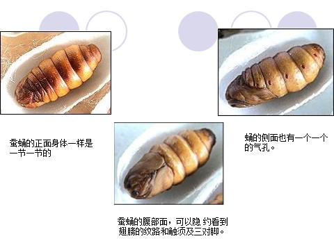 三年级下册科学（教科版）科学第二单元2.4蛹变成了什么ppt课件（）第4页