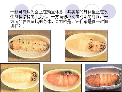 三年级下册科学（教科版）科学第二单元2.4蛹变成了什么ppt课件（）第5页