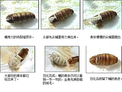 三年级下册科学（教科版）科学第二单元2.4蛹变成了什么ppt课件（）第8页