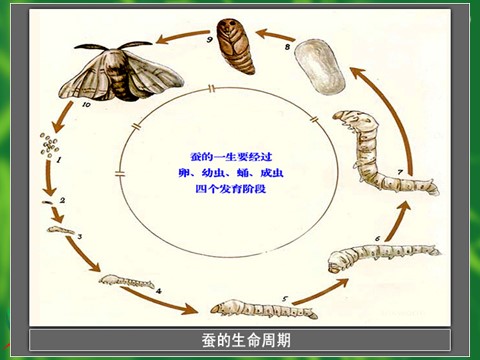 三年级下册科学（教科版）科学第二单元2.5蚕的生命周期ppt课件第10页