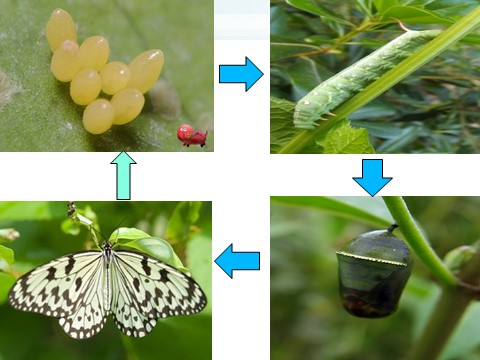 三年级下册科学（教科版）科学第二单元2.6其他动物的生命周期ppt课件（）第9页