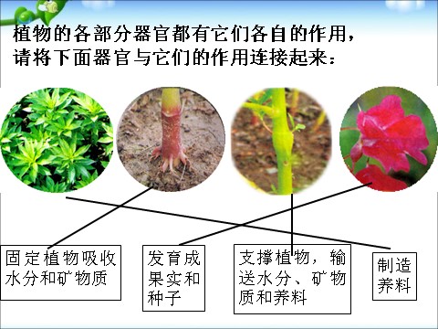 三年级下册科学（教科版）科学植物的生长变化复习ppt课件第10页