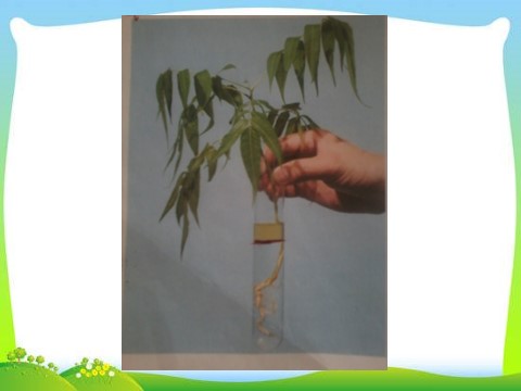 三年级下册科学（教科版）科学植物的生长变化复习精品ppt第5页
