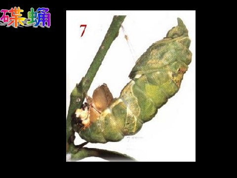 三年级下册科学（教科版）科学动物的生命周期复习ppt课件第3页