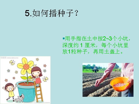 三年级下册科学（教科版）科学植物的生长变化复习ppt课件第8页