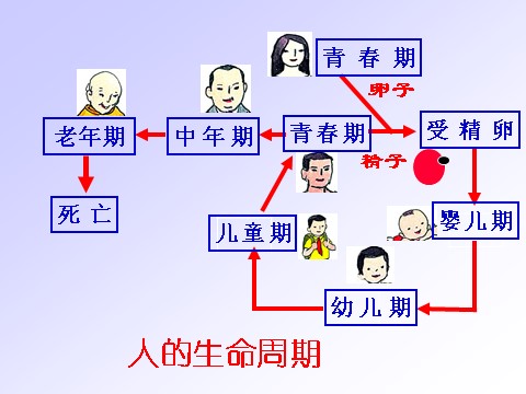 三年级下册科学（教科版）第二单元:动物的生命周期复习ppt课件第8页