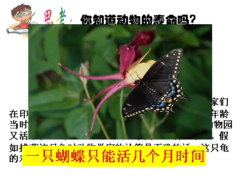 三年级下册科学（教科版）科学第二单元:动物的生命周期复习ppt课件第2页