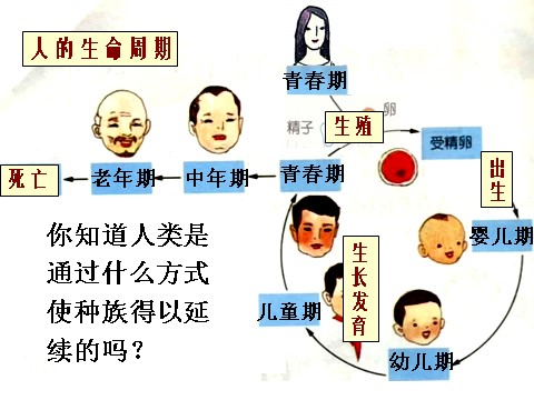 三年级下册科学（教科版）科学第二单元:动物的生命周期复习ppt课件第7页