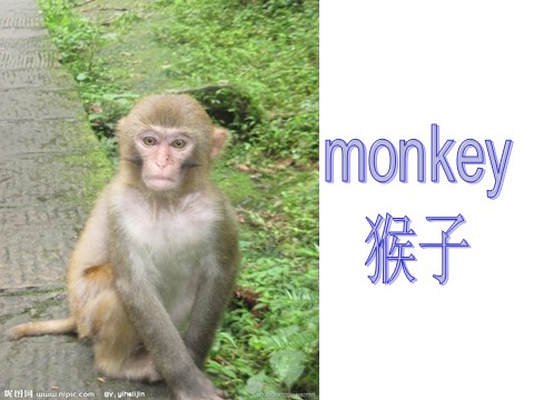 三年级下册英语（外研版三起点）外研版Unit1 They're monkeysppt课件第3页