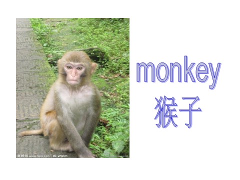 三年级下册英语（外研版三起点）教研课Module2 Unit1 They're monkeysppt课件第9页