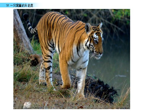 四年级上册语文（部编版）19 一只窝囊的大老虎第2页