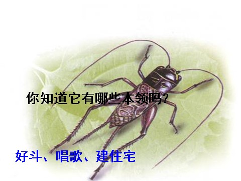 四年级上册语文（人教版）(课堂教学课件2)蟋蟀的住宅第5页