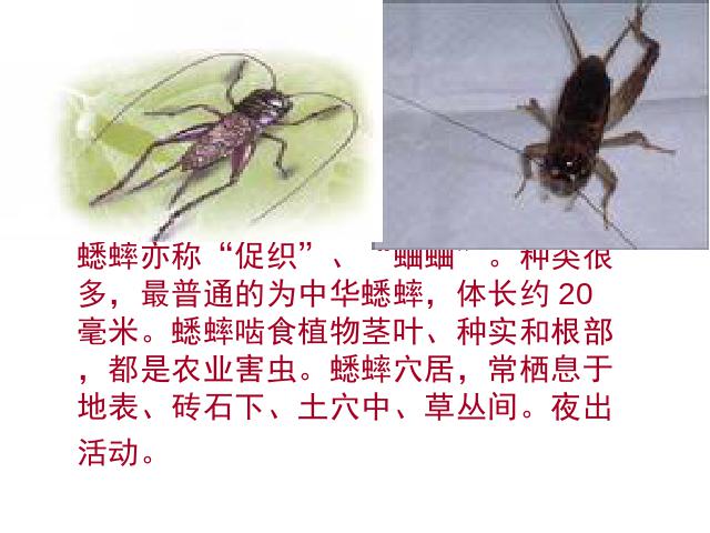 四年级上册语文（人教版）《第7课：蟋蟀的住宅》(语文)第3页