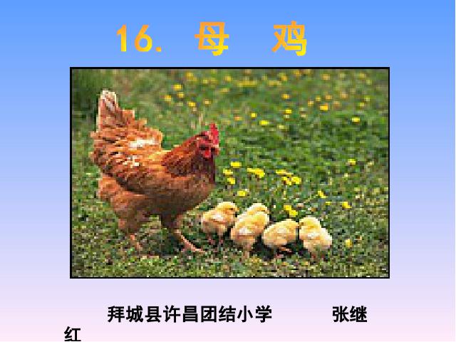 四年级上册语文（人教版）语文《第16课:母鸡》()第1页