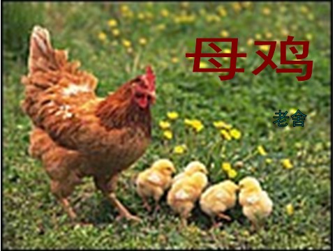 四年级上册语文（人教版）（课堂教学课件3）母鸡第6页