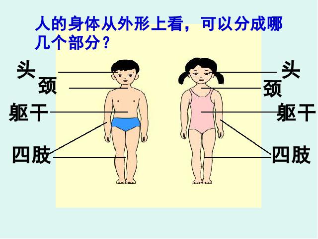 四年级上册科学科学《4.1身体的结构》(教科版)第6页