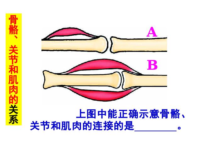 四年级上册科学科学“我们的身体”《4.2骨骼、关节和肌肉》（第9页