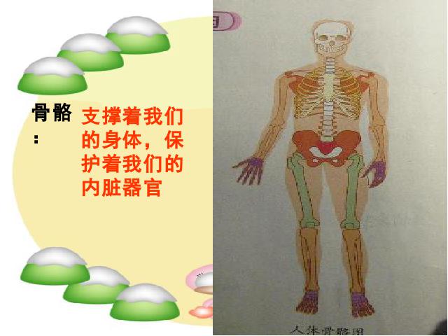 四年级上册科学科学《4.2骨骼、关节和肌肉》第2页