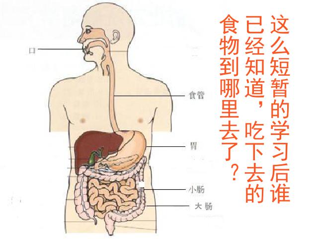 四年级上册科学科学第四单元《4.5食物在体内的旅行》第10页