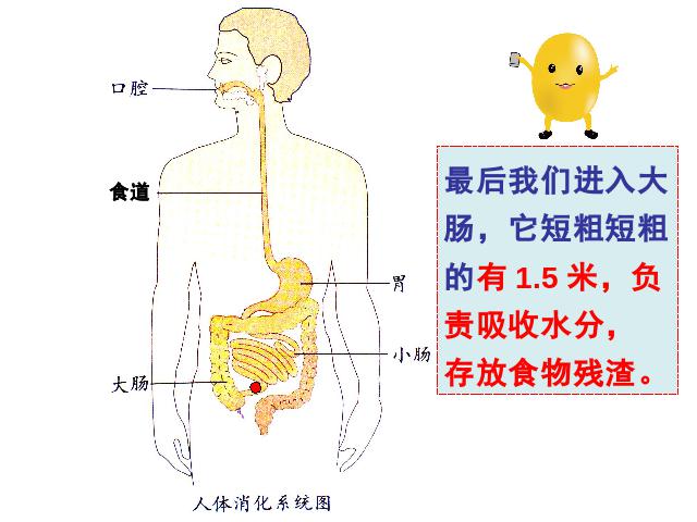 四年级上册科学科学第四单元《4.5食物在体内的旅行》第8页