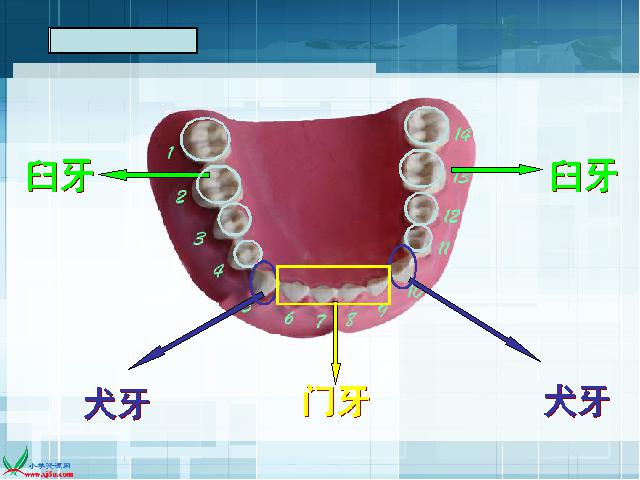 四年级上册科学教科版《4.6食物在口腔里的变化》(科学)第9页