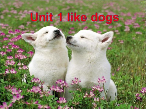 四年级上册英语（译林版）Unit 1 I like dogs 课件3第1页