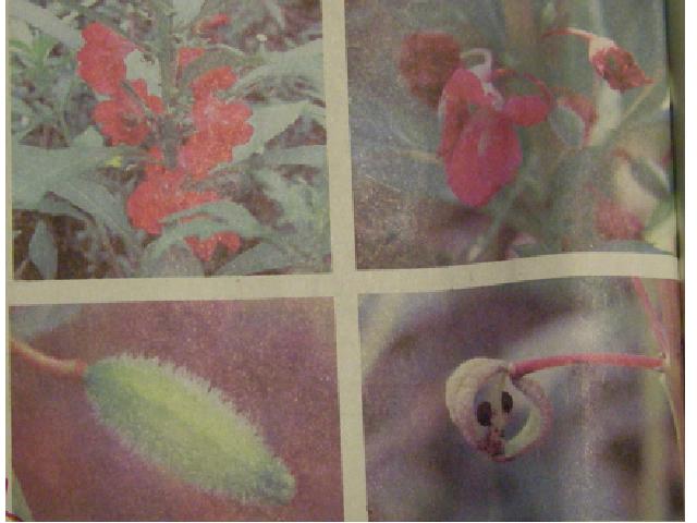 四年级下册科学第二单元《把种子散播到远处》(科学)第1页