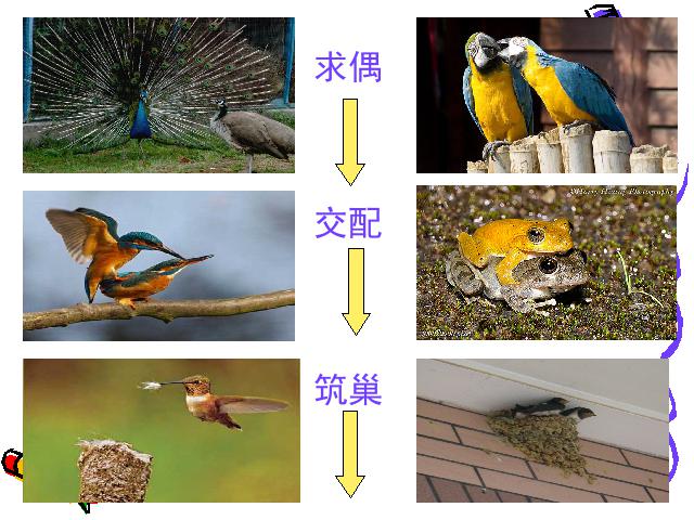 四年级下册科学科学第二单元《动物的繁殖活动》第8页