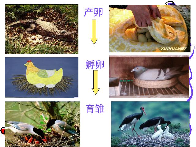 四年级下册科学科学第二单元《动物的繁殖活动》第9页