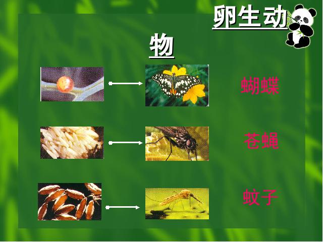 四年级下册科学第二单元《动物的繁殖活动》(科学)第8页