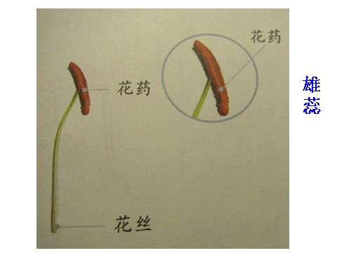 四年级下册科学（教科版）第二单元花．果实和种子ppt课件(科学)第3页