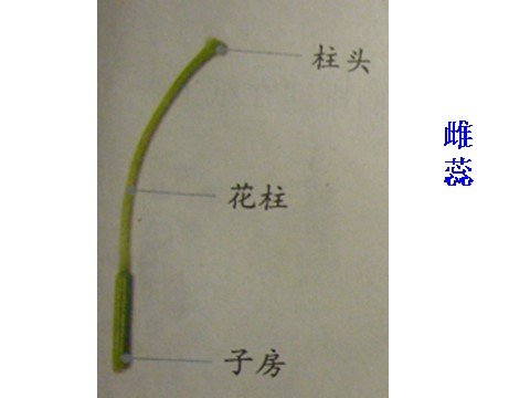 四年级下册科学（教科版）第二单元花．果实和种子ppt课件(科学)第4页