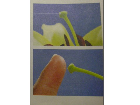 四年级下册科学（教科版）第二单元花．果实和种子ppt课件(科学)第5页
