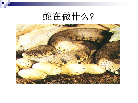 四年级下册科学（教科版）动物的繁殖活动PPT教学课件(科学)第2页