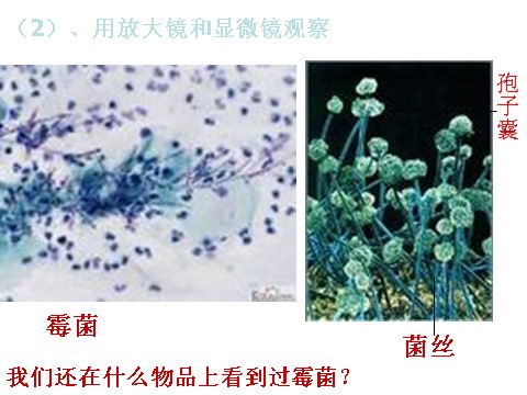 四年级下册科学（教科版）科学第三单元“食物”面包发霉了ppt课件（）第5页