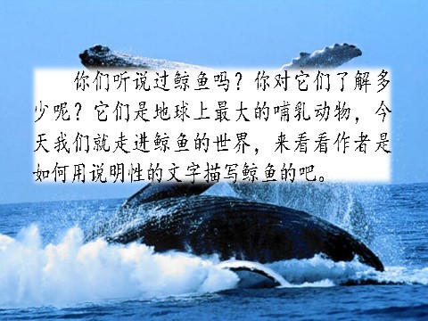 五年级上册语文（部编版）习作例文：《鲸》《风向袋的制作》第1页