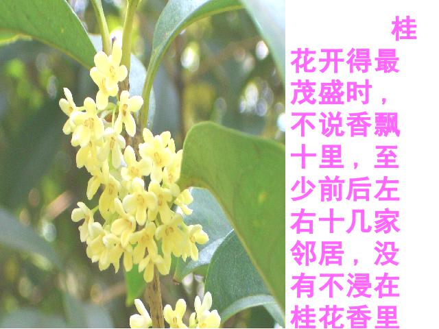 五年级上册语文《桂花雨》(语文)第4页