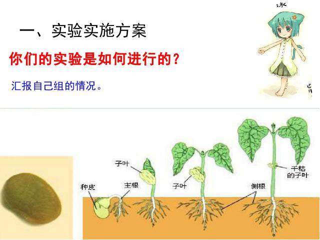 五年级上册科学科学《1.2种子发芽实验(二)》第5页