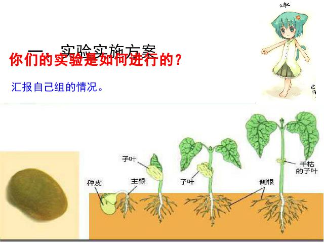 五年级上册科学科学《1.2种子发芽实验(二)》（）第2页