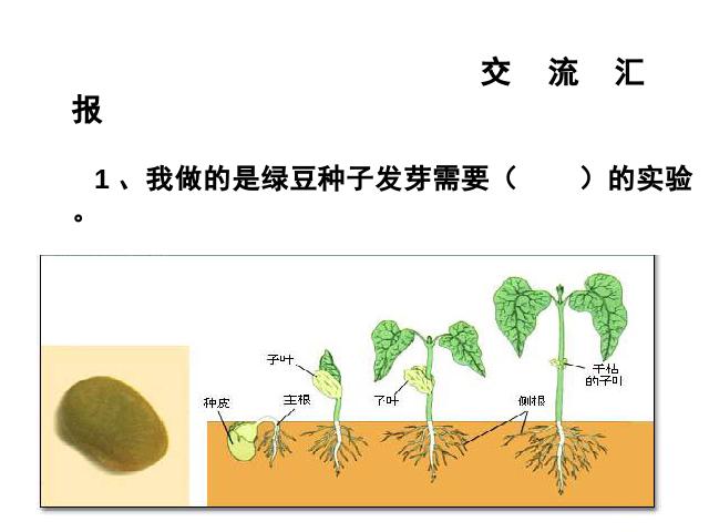 五年级上册科学科学《1.2种子发芽实验(二)》第2页