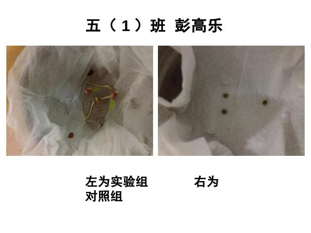 五年级上册科学教科版《1.2种子发芽实验(二)》(科学)第8页