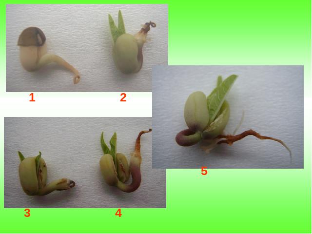 五年级上册科学科学《1.3观察绿豆芽的生长》第10页